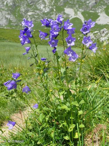 <i>Campanula rhomboidalis</i> L., 1753 © H. TINGUY