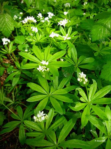 <i>Galium odoratum</i> (L.) Scop., 1771 © P. Gourdain