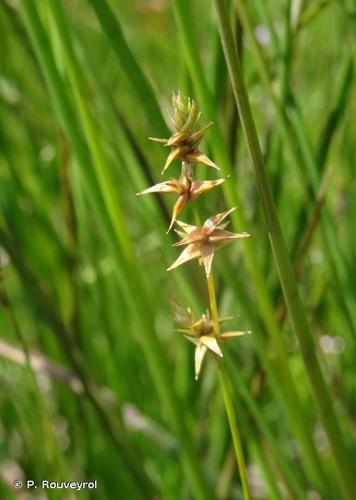 <i>Carex echinata</i> Murray, 1770 © P. Rouveyrol