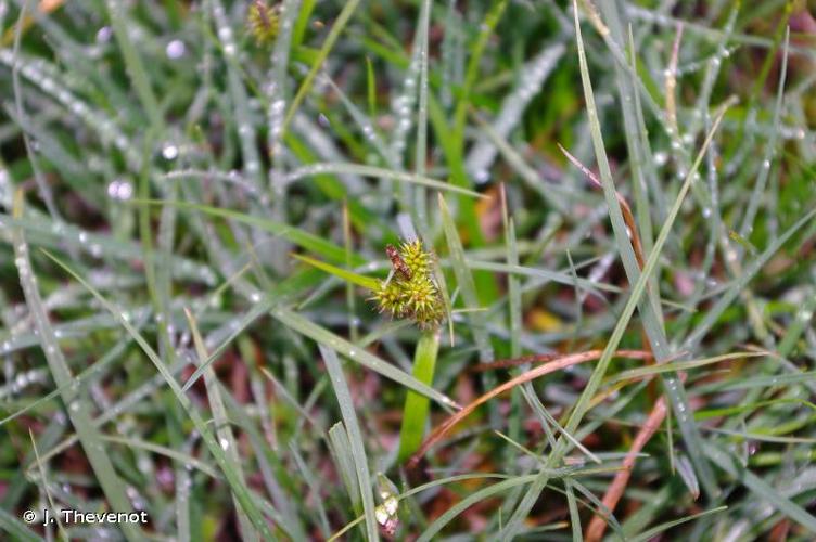 <i>Carex lepidocarpa</i> Tausch, 1834 © J. Thevenot