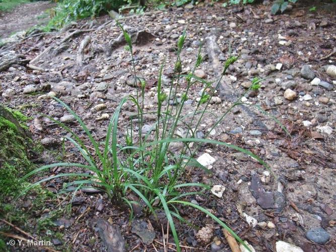 <i>Carex pallescens</i> L., 1753 © 