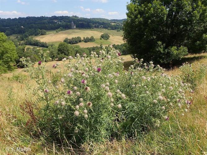 <i>Cirsium eriophorum</i> (L.) Scop., 1772 © 