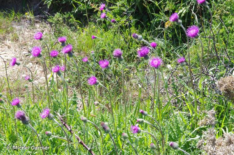 <i>Cirsium filipendulum</i> Lange, 1861 © Michel Garnier