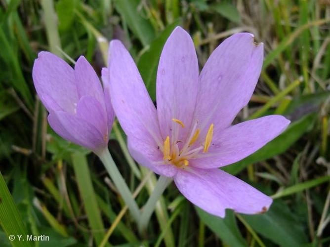 <i>Colchicum autumnale</i> L., 1753 © 