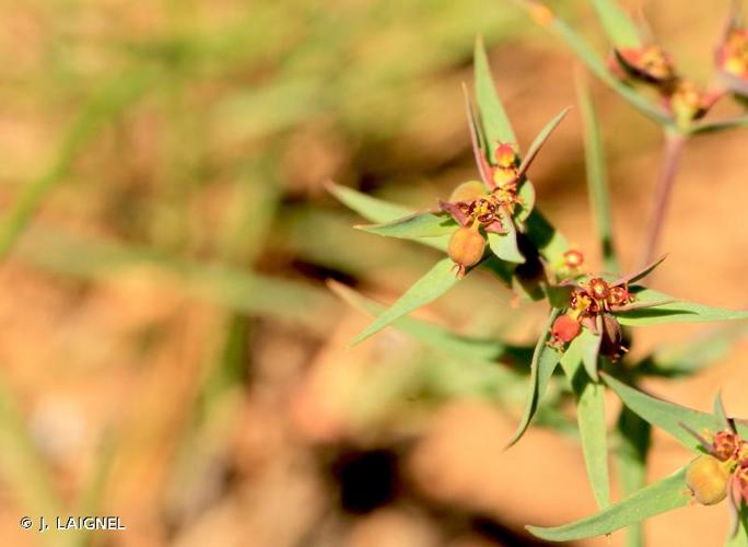 <i>Euphorbia exigua</i> L., 1753 © J. LAIGNEL