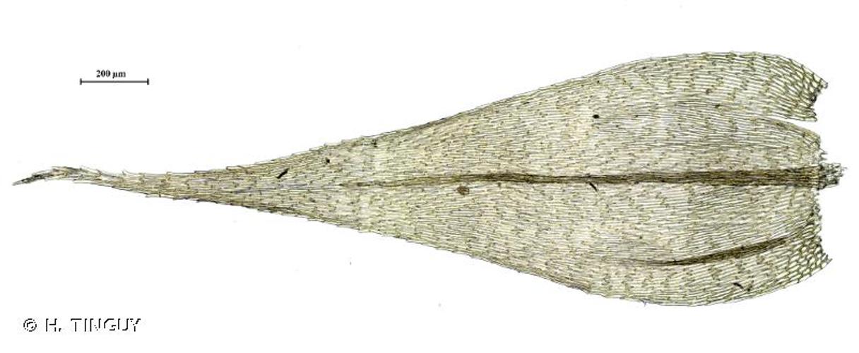 <i>Brachythecium salebrosum</i> (Hoffm. ex F.Weber & D.Mohr) Schimp., 1853 [nom. cons.] © H. TINGUY