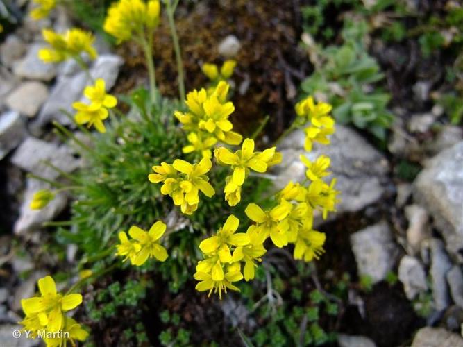 <i>Draba aizoides</i> L., 1767 © 