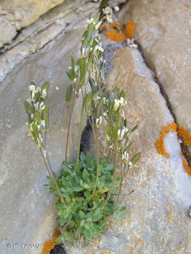 <i>Draba dubia</i> Suter, 1807 © H. Tinguy