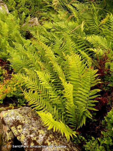 <i>Dryopteris oreades</i> Fomin, 1911 © S. Sant/Parc Amazonien de Guyane