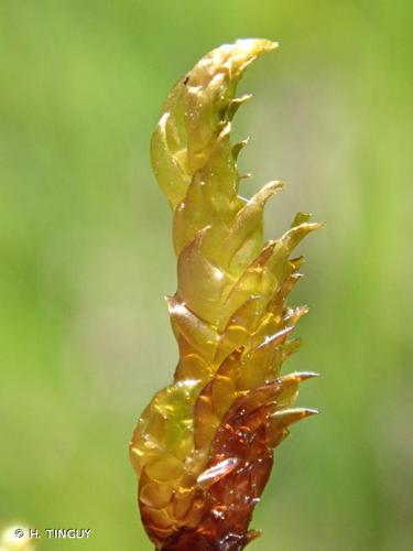 <i>Scorpidium scorpioides</i> (Hedw.) Limpr., 1899 © H. TINGUY