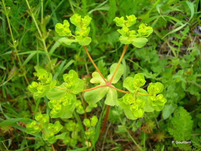 <i>Euphorbia helioscopia</i> L., 1753 © P. Gourdain