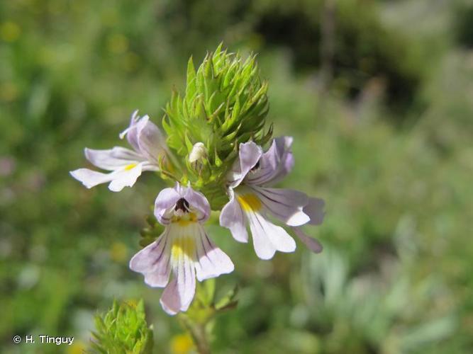 <i>Euphrasia alpina</i> Lam., 1786 © H. Tinguy