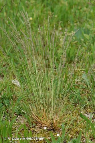 <i>Festuca brevipila</i> R.Tracey, 1977 © R. Dupré MNHN/CBNBP