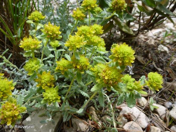 <i>Teucrium aureum</i> Schreb., 1773 © P. Rouveyrol