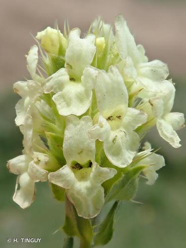 <i>Sideritis hyssopifolia</i> L., 1753 © H. TINGUY