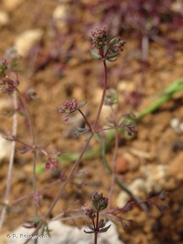 <i>Galium parisiense</i> L., 1753 © P. Rouveyrol