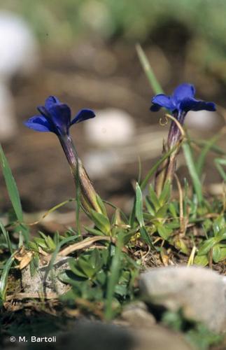 <i>Gentiana brachyphylla</i> Vill., 1779 © M. Bartoli