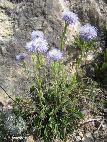 <i>Globularia bisnagarica</i> L., 1753 © P. Rouveyrol