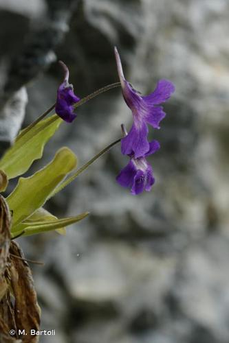 <i>Pinguicula longifolia</i> Ramond ex DC., 1805 © M. Bartoli