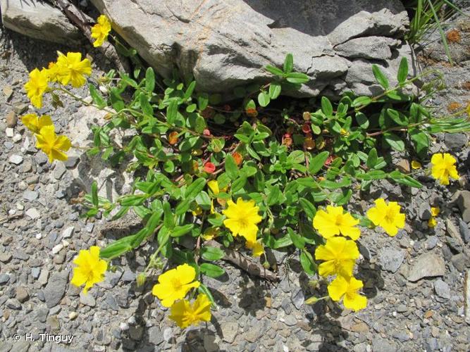 <i>Helianthemum nummularium</i> (L.) Mill., 1768 © H. Tinguy