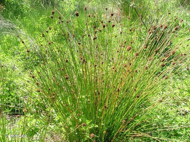 <i>Juncus conglomeratus</i> L., 1753 © SMIDAP
