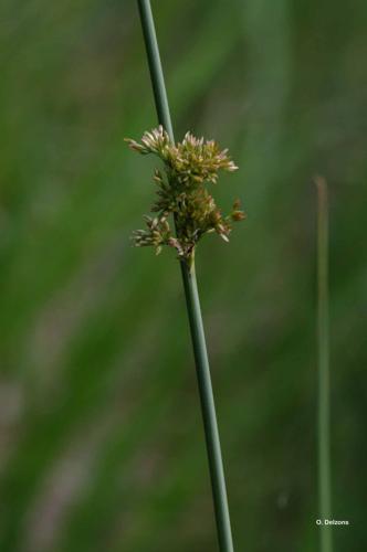 <i>Juncus effusus</i> L., 1753 © O. Delzons