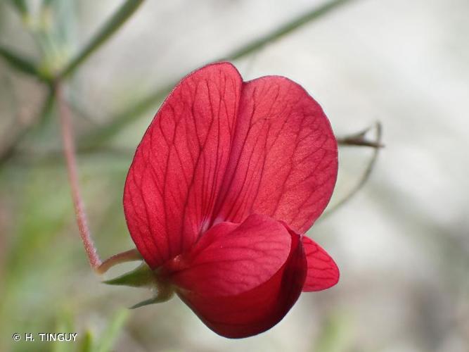 <i>Lathyrus setifolius</i> L., 1753 © H. TINGUY