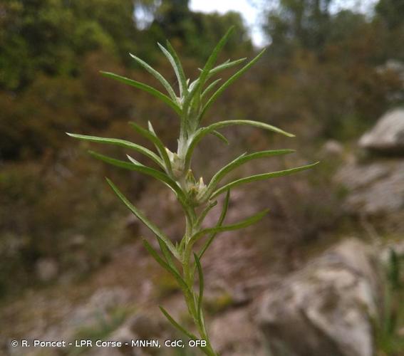 <i>Logfia gallica</i> (L.) Coss. & Germ., 1843 © R. Poncet - LPR Corse - MNHN, CdC, OFB