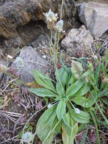 <i>Plantago lagopus</i> L., 1753 © P. Rouveyrol