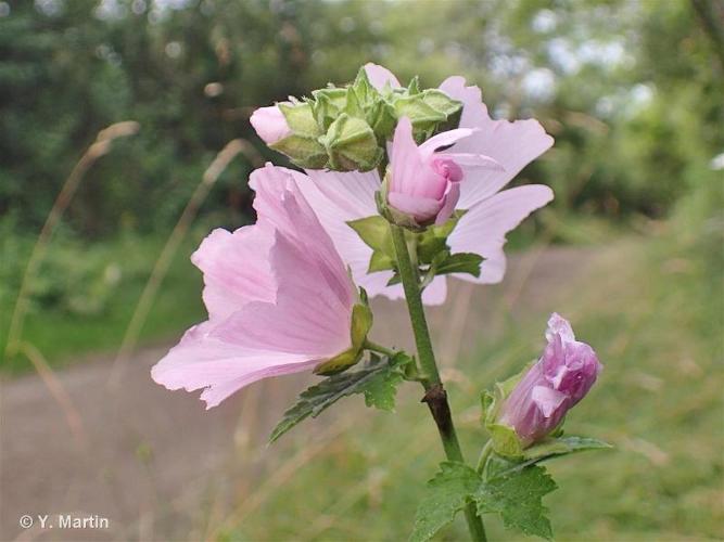 <i>Malva alcea</i> L., 1753 © 