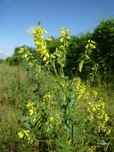 <i>Melilotus officinalis</i> (L.) Lam., 1779 © P. Gourdain