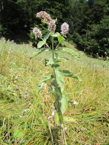 <i>Mentha longifolia</i> (L.) Huds., 1762 © P. Rouveyrol