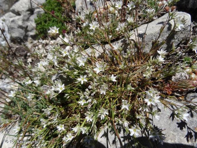 <i>Minuartia rostrata</i> (Pers.) Rchb., 1842 © P. Rouveyrol