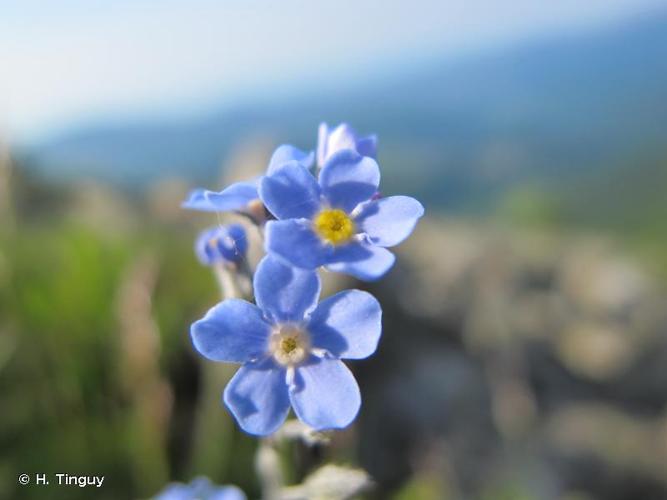 <i>Myosotis alpestris</i> F.W.Schmidt, 1794 © H. Tinguy