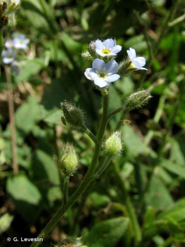 <i>Myosotis arvensis</i> (L.) Hill, 1764 © G. Leveslin