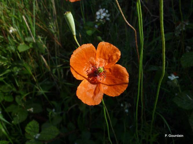 <i>Papaver dubium</i> L., 1753 © P. Gourdain