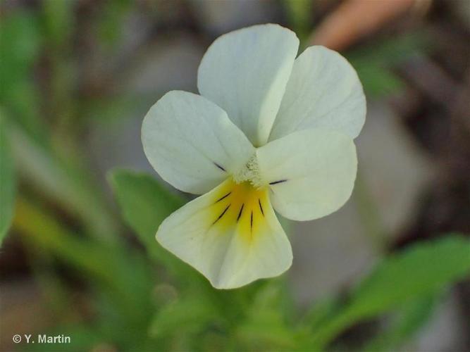 <i>Viola arvensis </i>var.<i> contempta</i> (Jord.) Espeut, 2010 © 