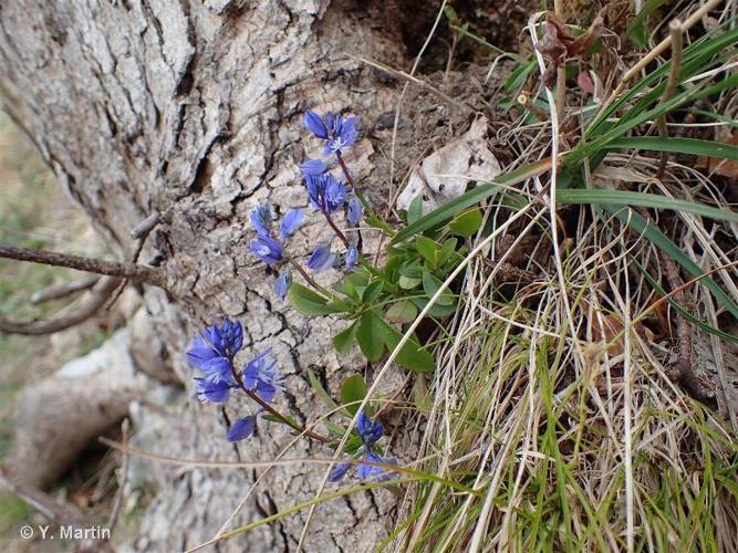 <i>Polygala calcarea</i> F.W.Schultz, 1837 © 