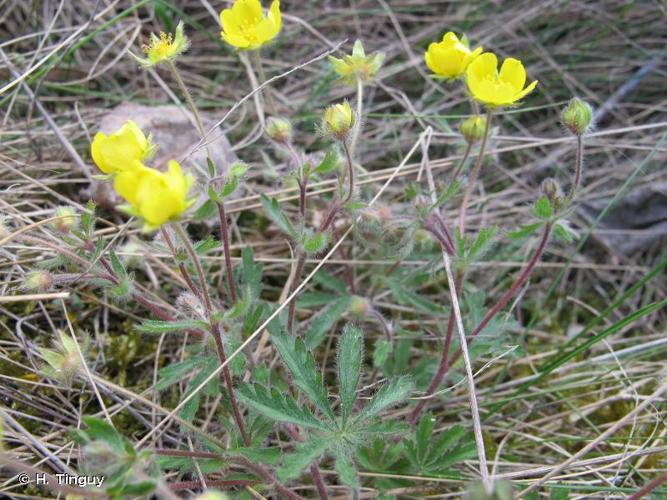 <i>Potentilla heptaphylla</i> L., 1755 © H. Tinguy