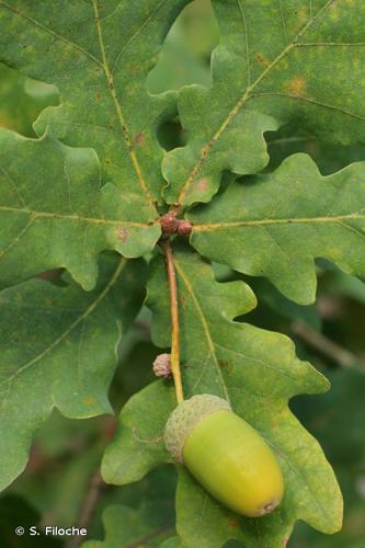 <i>Quercus robur</i> L., 1753 © S. Filoche