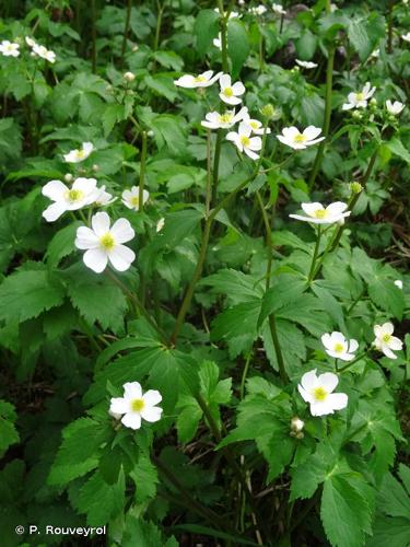 <i>Ranunculus aconitifolius</i> L., 1753 © P. Rouveyrol