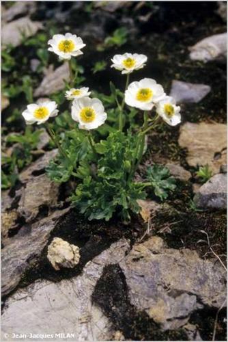 <i>Ranunculus alpestris</i> L., 1753 © J.-J. Milan