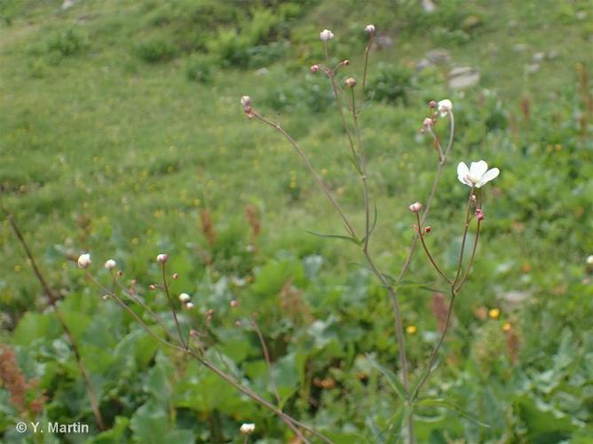 <i>Ranunculus platanifolius</i> L., 1767 © 