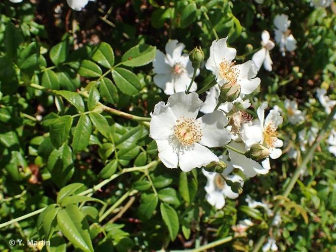 <i>Rosa sempervirens</i> L., 1753 © 