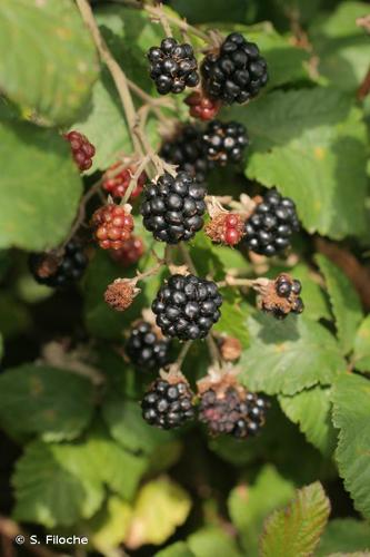 <i>Rubus fruticosus</i> L., 1753 © S. Filoche