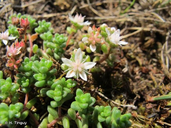 <i>Sedum anglicum</i> Huds., 1778 © H. Tinguy