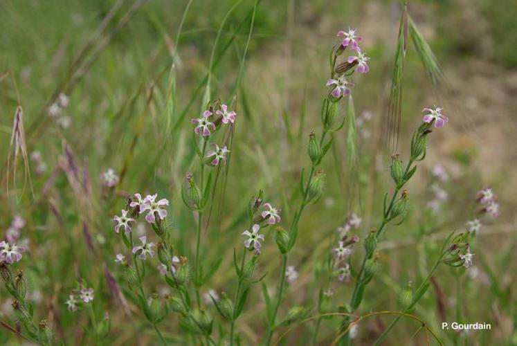 <i>Silene gallica</i> L., 1753 © P. Gourdain