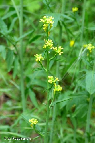 <i>Sisymbrium officinale</i> (L.) Scop., 1772 © O. Roquinarc'h