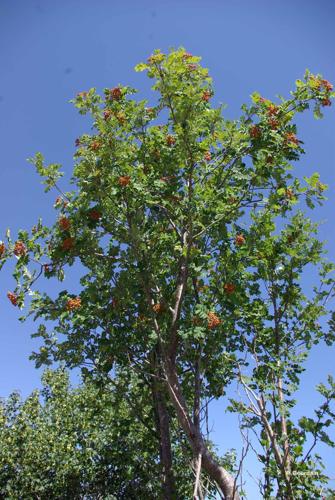 <i>Sorbus aucuparia</i> L., 1753 © P. Gourdain