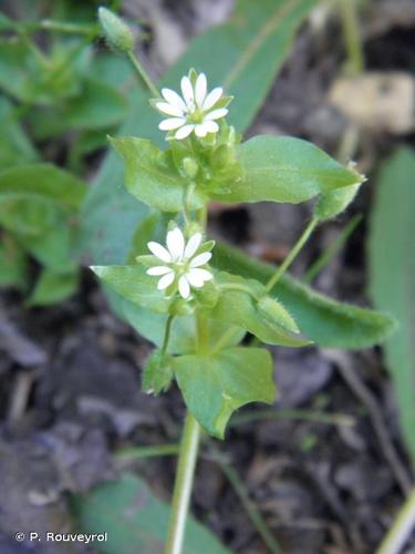 <i>Stellaria media</i> (L.) Vill., 1789 © P. Rouveyrol